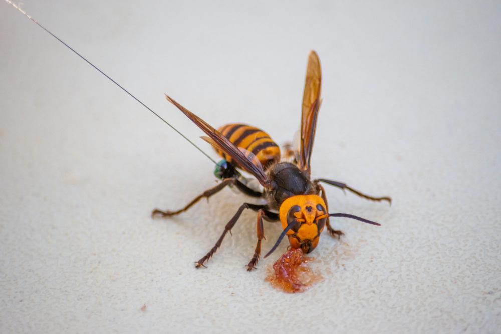 World's Largest Hornet Renamed Northern Giant Hornet - Washington State ...