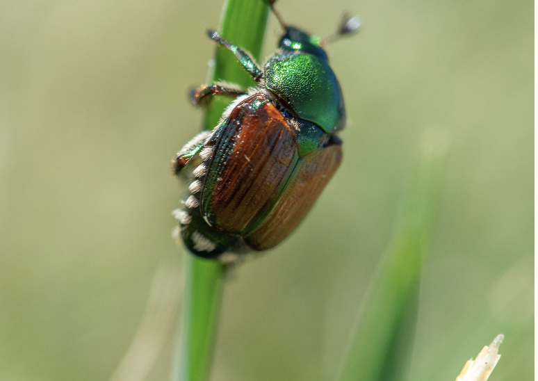 First Japanese beetles of the year detected in Grandview - Washington ...